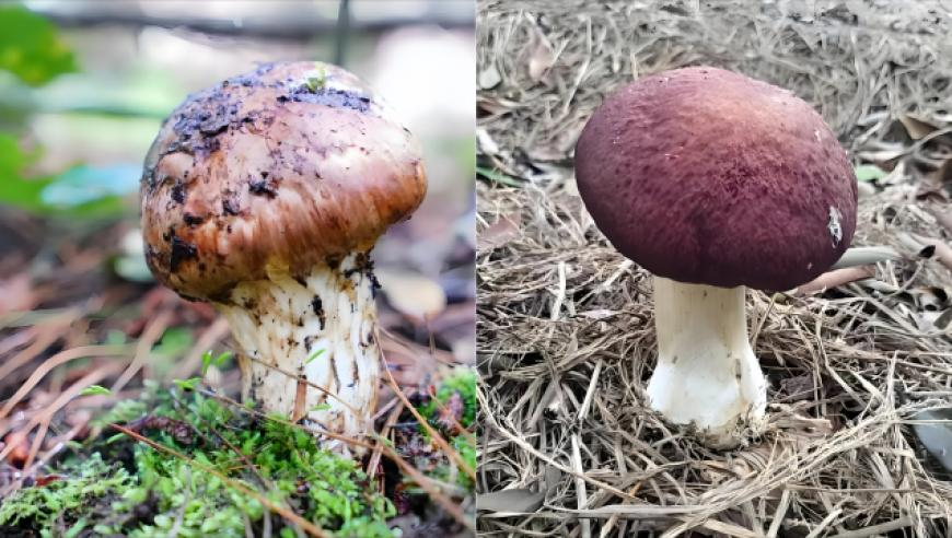 今天香港6合开奖结果直播,明星都在挑战石矶娘娘配音,决策资料解释落实_正式版V6.100