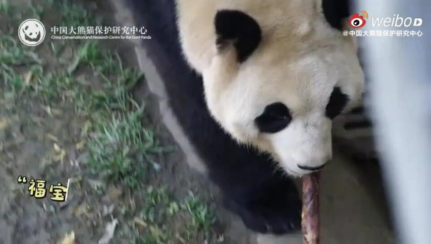 张继科称吴敬平说得非常在理,新澳门最快开奖结果查询网,完美答案解释落实_枚举版V12.45